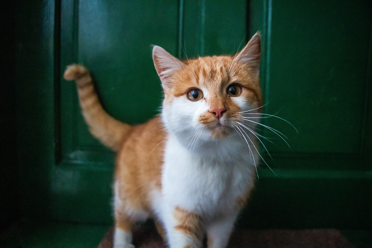 The Traits of the Manx Cat - Unique and Fun